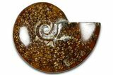 Polished Ammonite (Cleoniceras) Fossil - Madagascar #364989-1